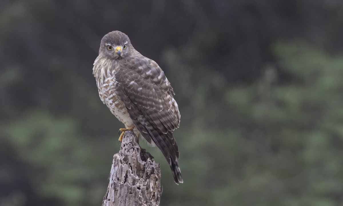 Roadside Hawk - ML613958219