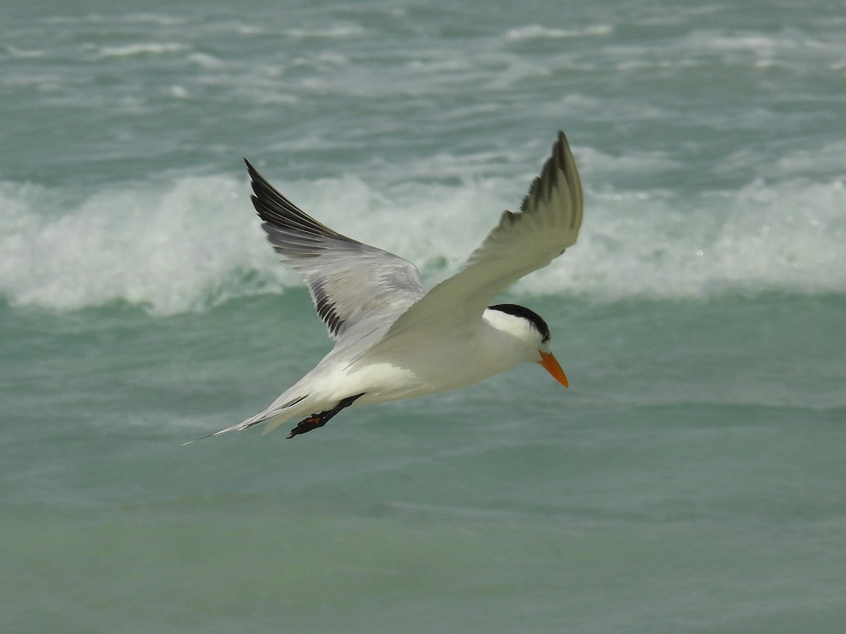 Royal Tern - ML613958274