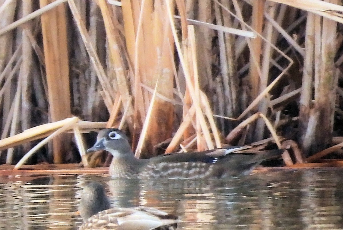 Wood Duck - ML613958305