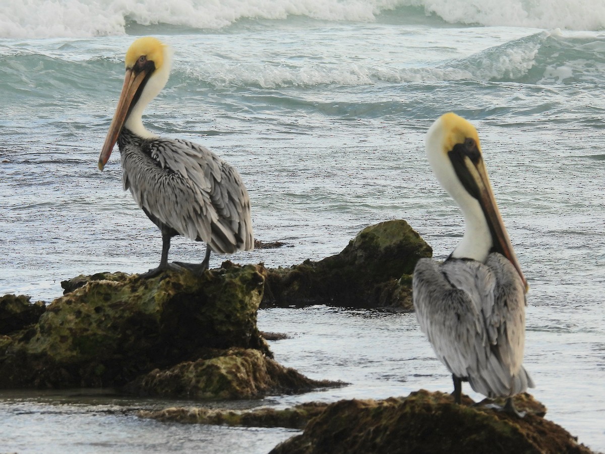 Brown Pelican - Pablo García (PGR)