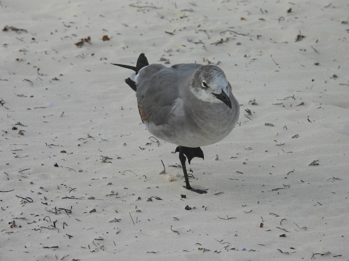 Laughing Gull - Pablo García (PGR)