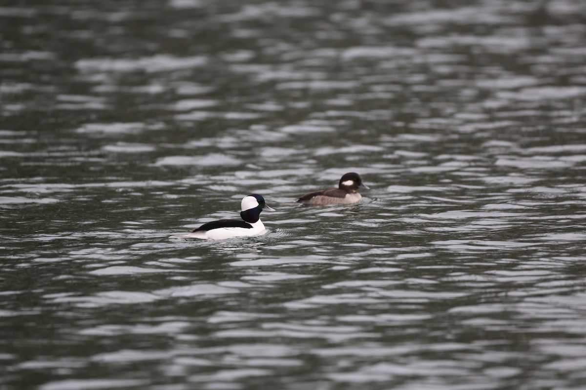 Bufflehead - Kirstin Shrode