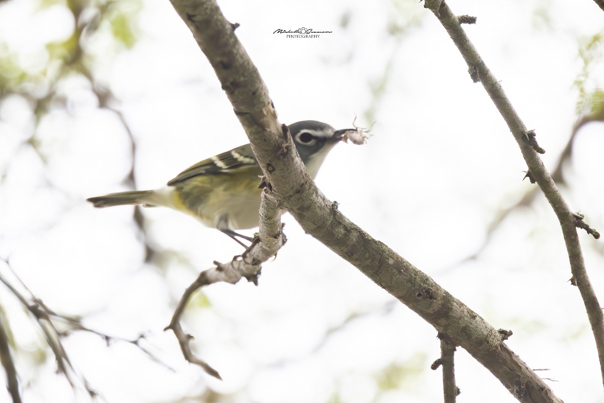 Blue-headed Vireo - ML613958497