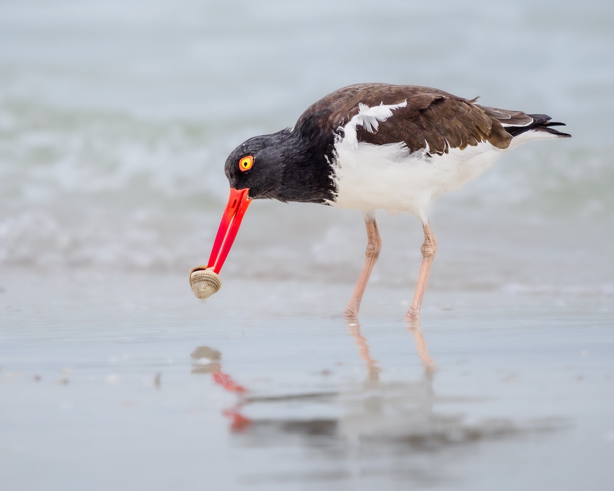 American Oystercatcher - Greg Drawbaugh