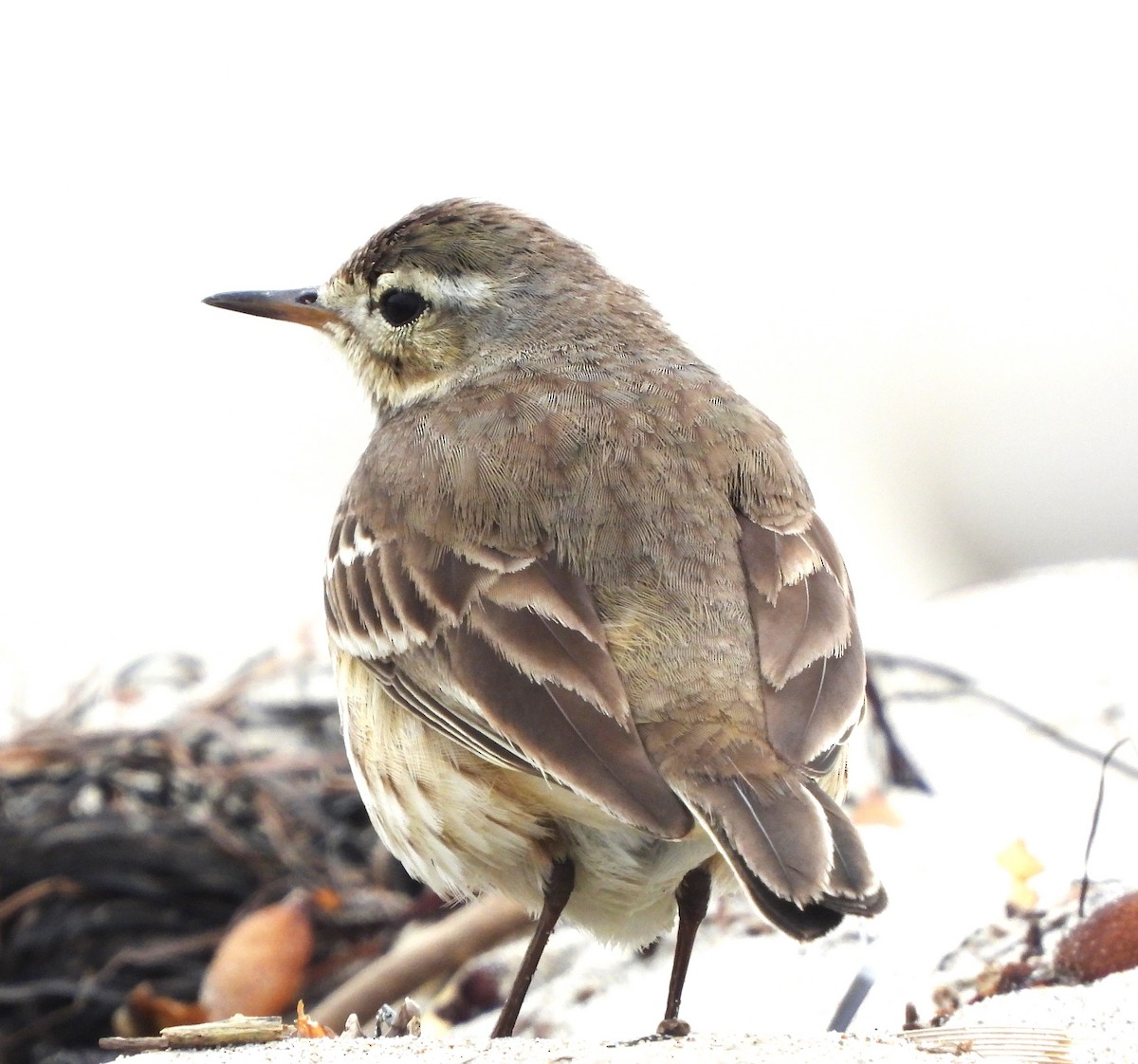 Pipit d'Amérique - ML613958540