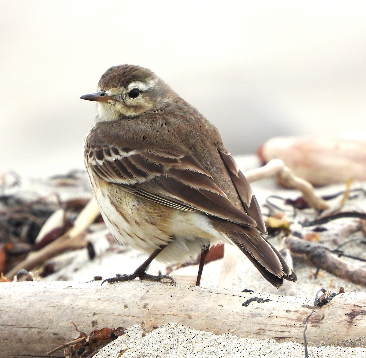 Pipit d'Amérique - ML613958541