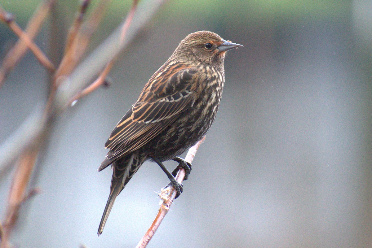 Red-winged Blackbird - ML613958543