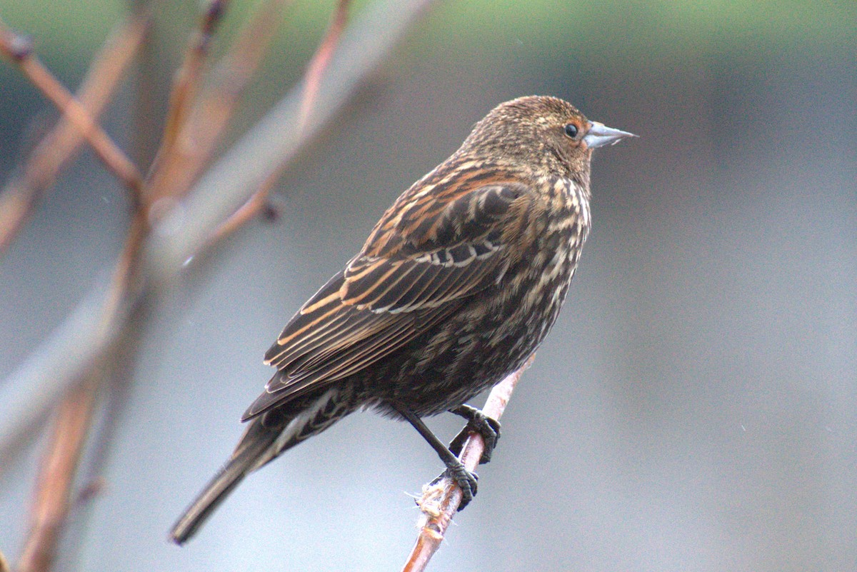 Red-winged Blackbird - ML613958553