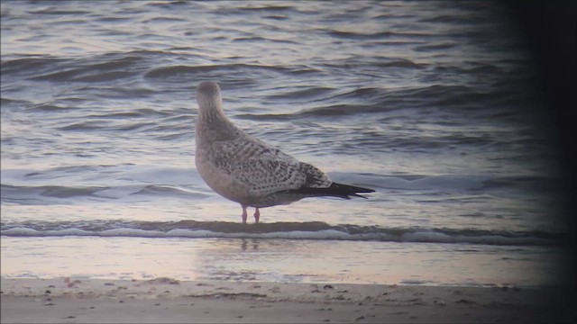 goéland ou mouette sp. - ML613958648