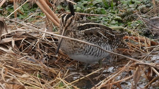 Wilson's Snipe - ML613958673