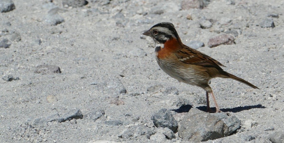 Rufous-collared Sparrow - ML613958699