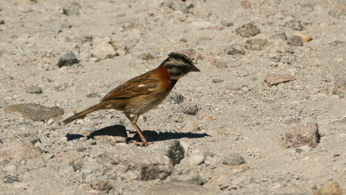 Rufous-collared Sparrow - ML613958706