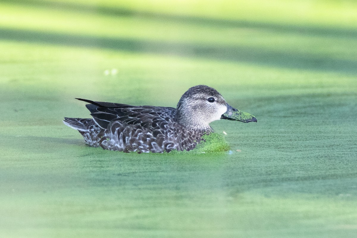 Blue-winged Teal - ML613958714