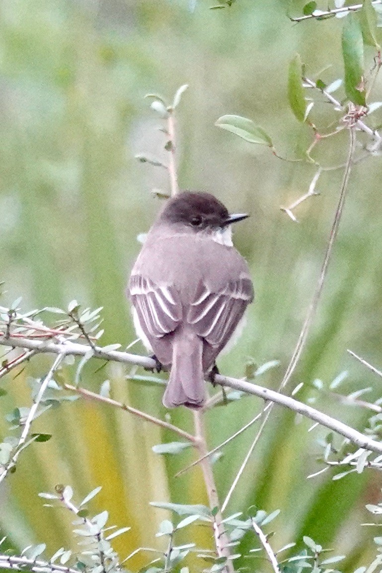 Eastern Phoebe - ML613958806