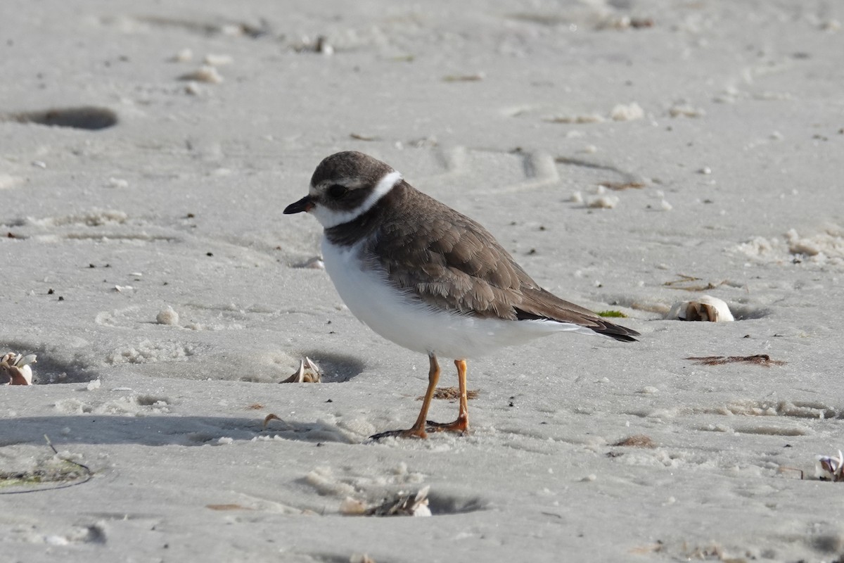 Semipalmated Plover - ML613958860