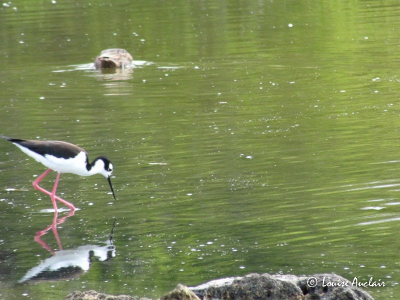 Schwarznacken-Stelzenläufer - ML61395891