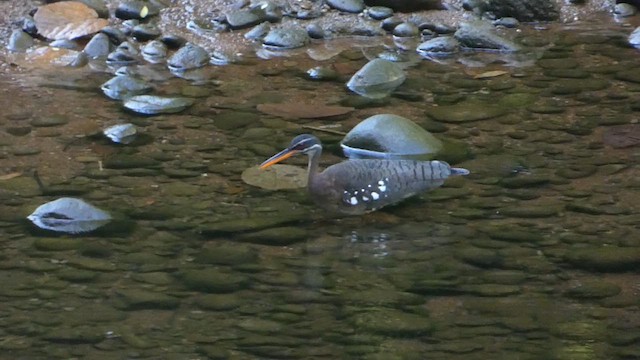 Sunbittern - ML613958925