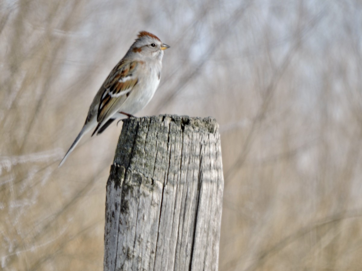 American Tree Sparrow - ML613958955