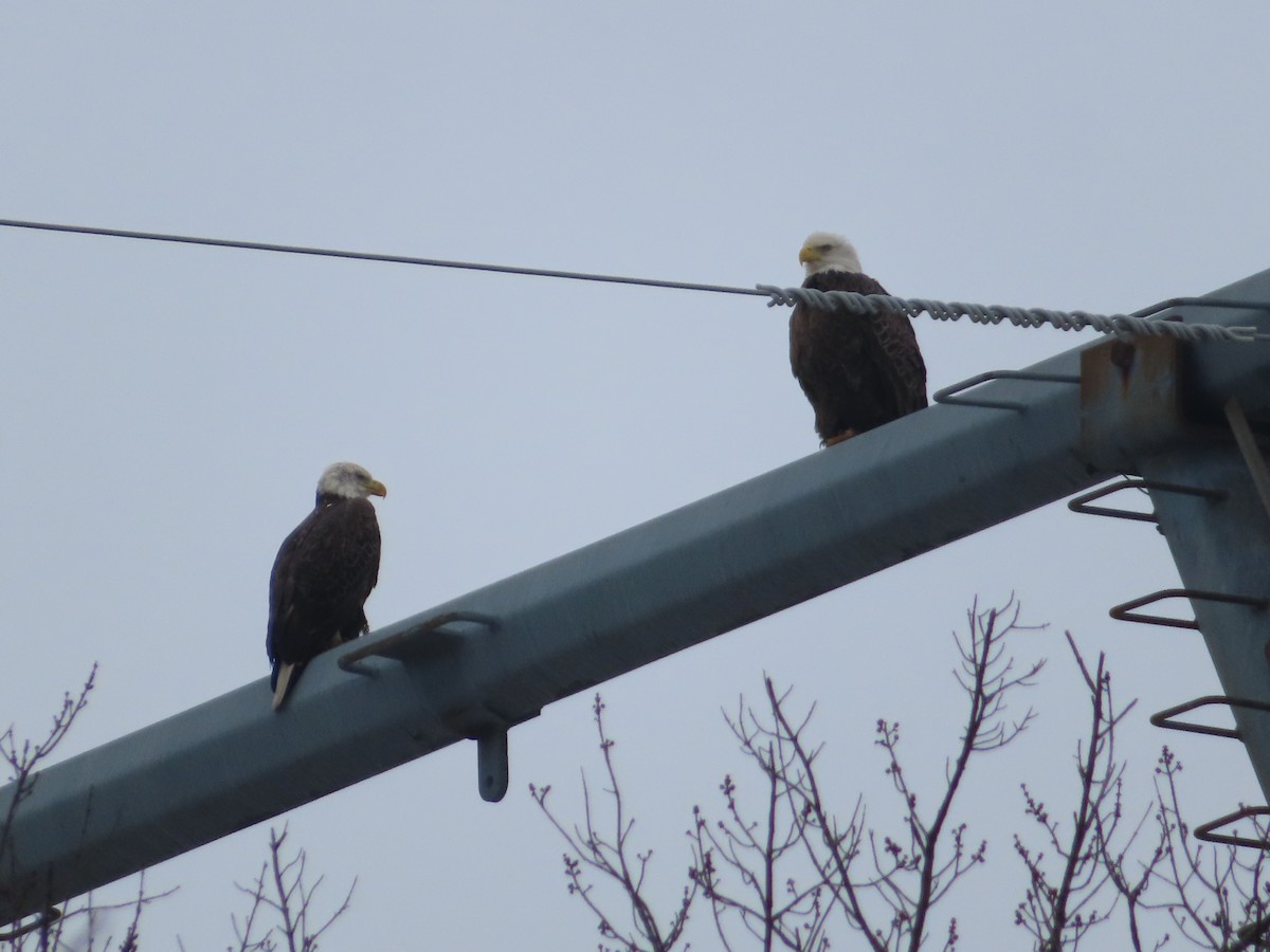 Bald Eagle - ML613958958