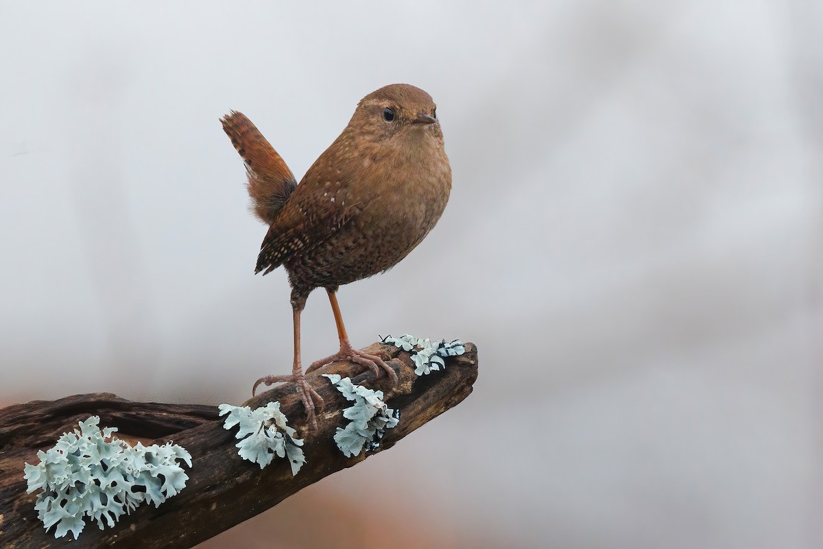 střízlík kanadský - ML613959009