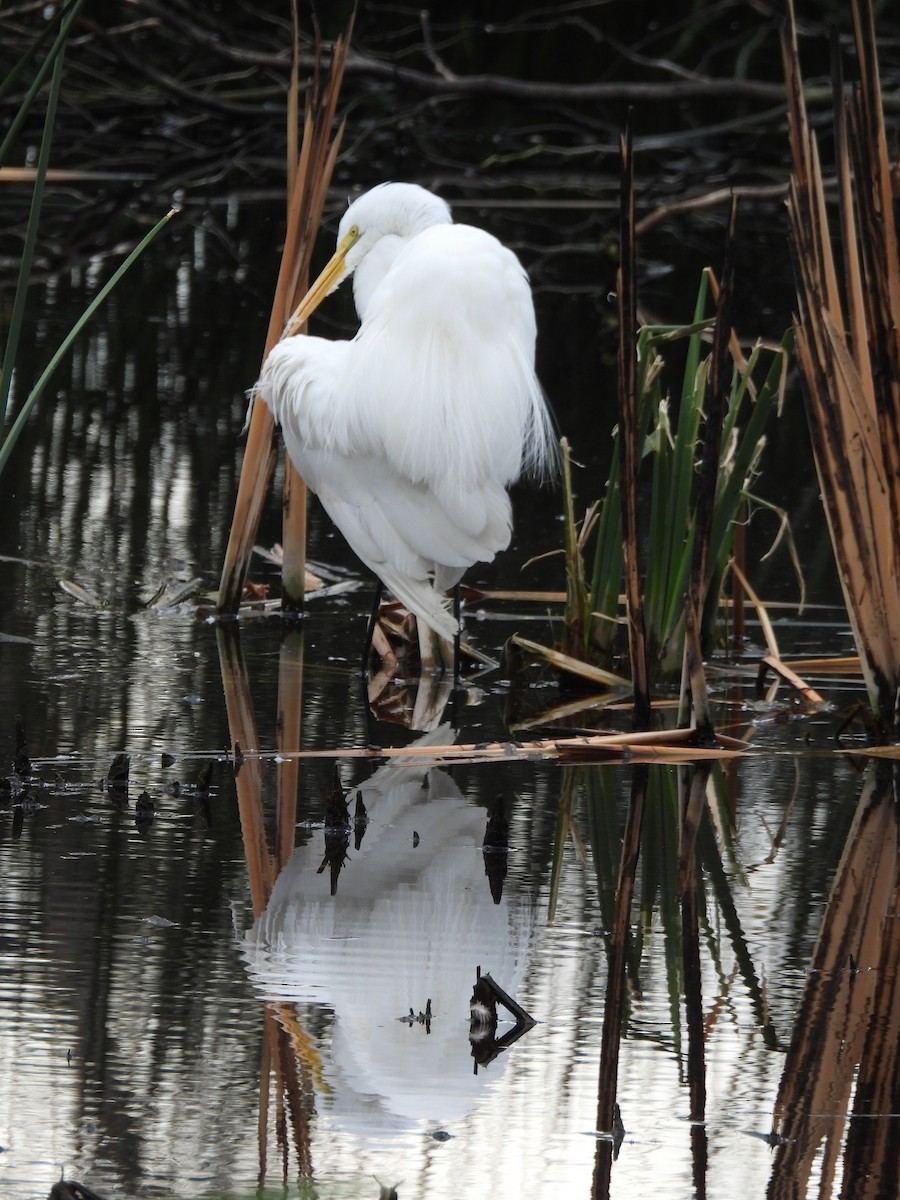 Great Egret - ML613959070