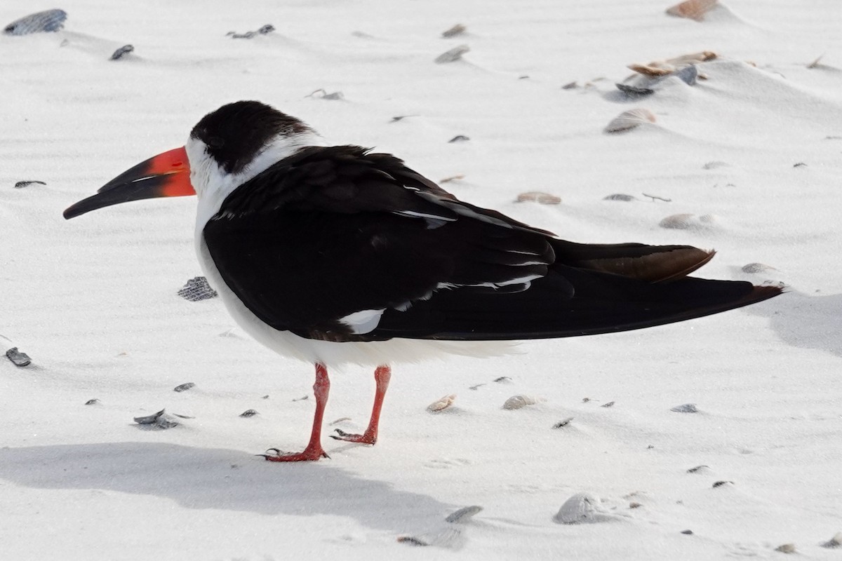 Black Skimmer - ML613959073