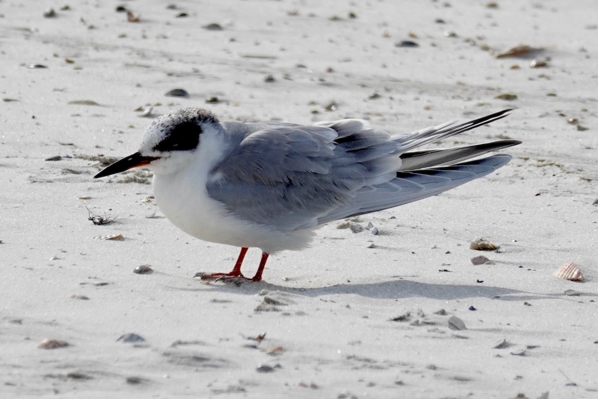 Forster's Tern - ML613959081