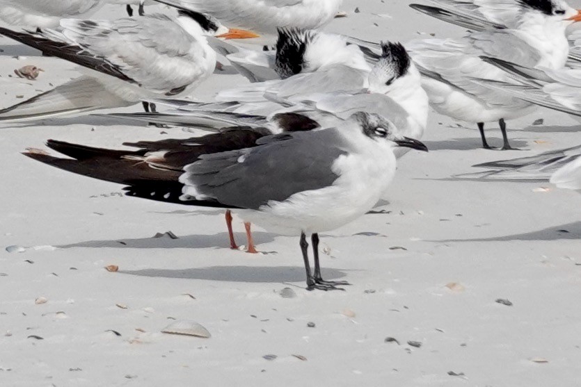 Laughing Gull - ML613959135