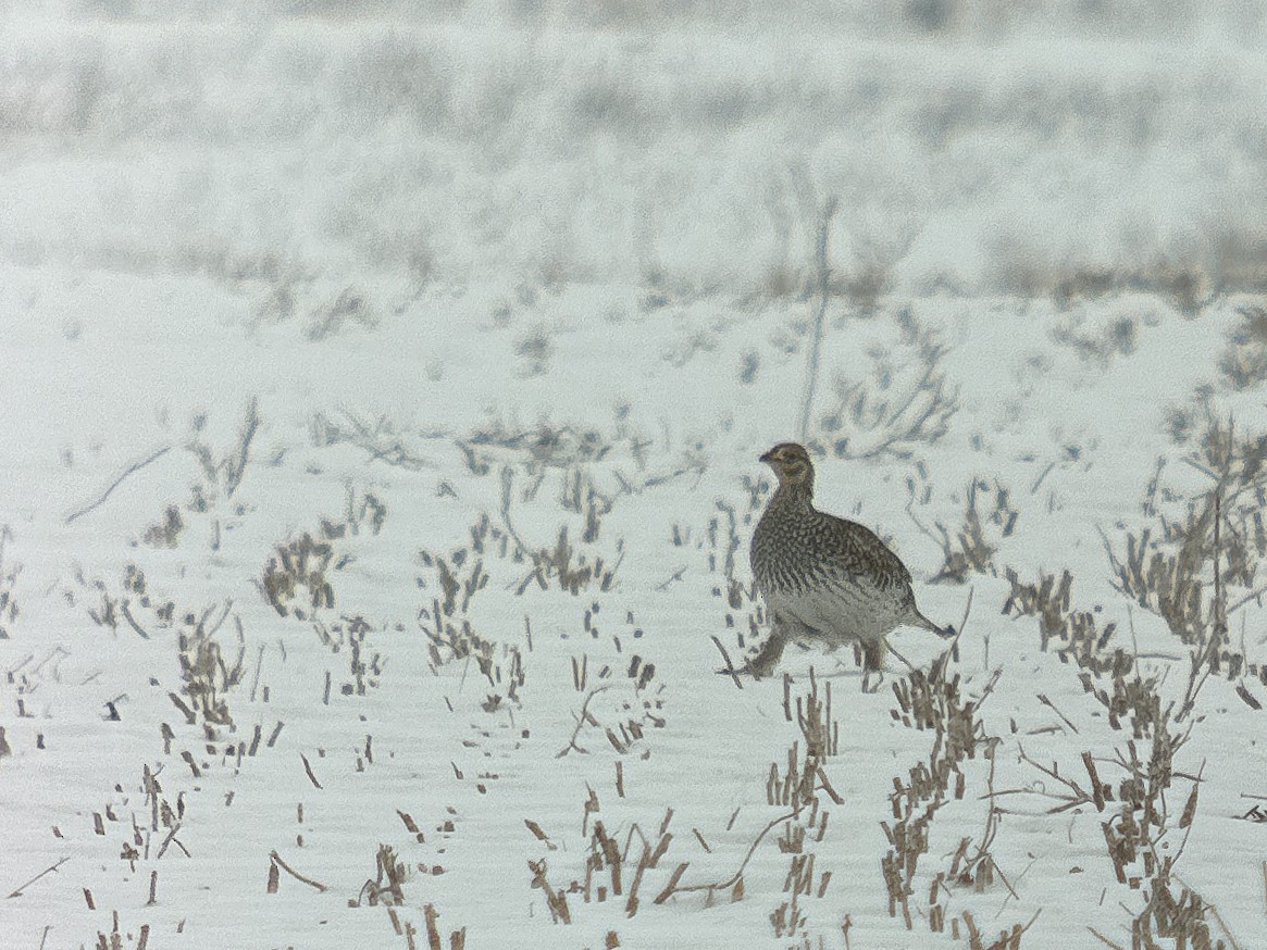 Sharp-tailed Grouse - ML613959139