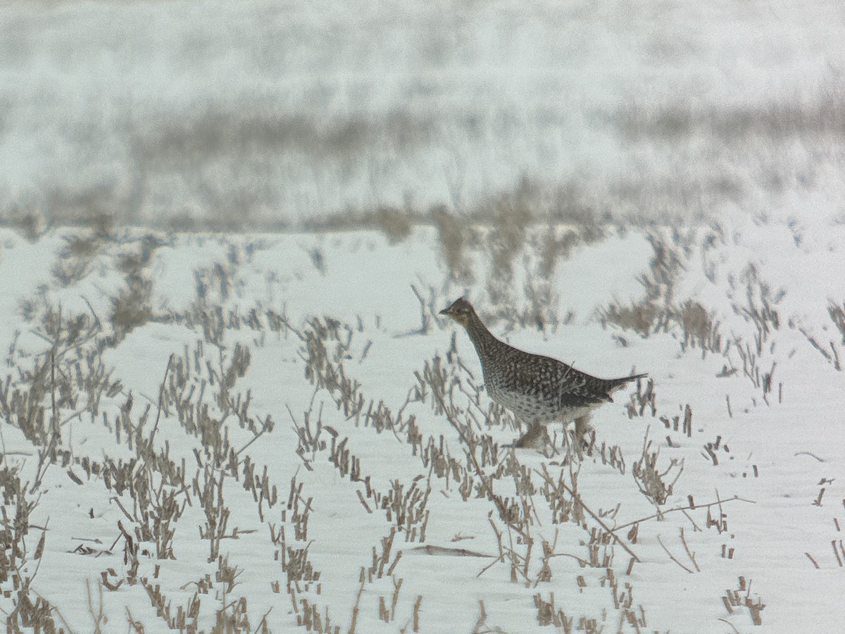 Sharp-tailed Grouse - ML613959140