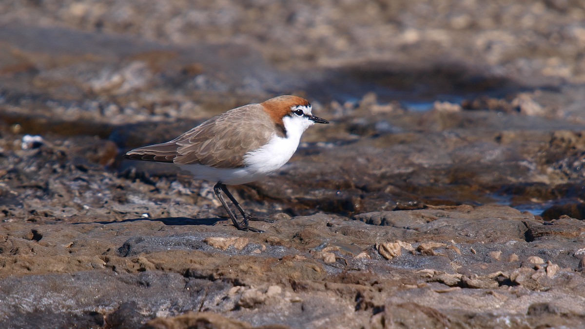 Red-capped Plover - ML613959145