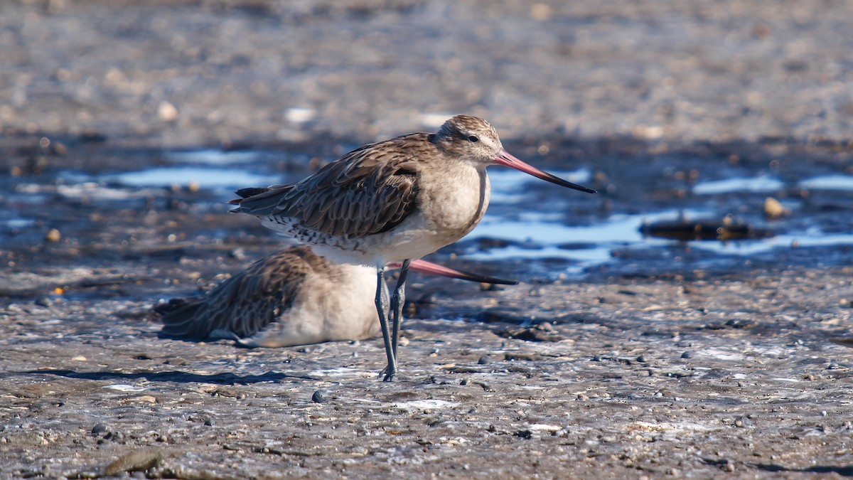 Bar-tailed Godwit (Siberian) - ML613959151