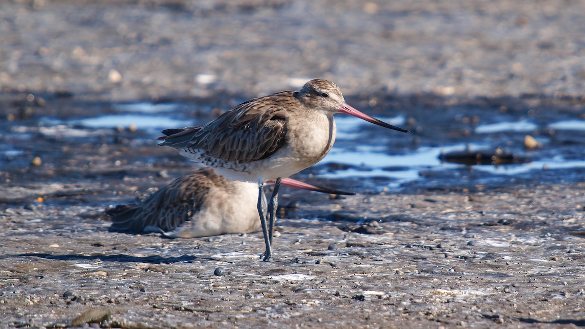 Aguja Colipinta (siberiana) - ML613959151