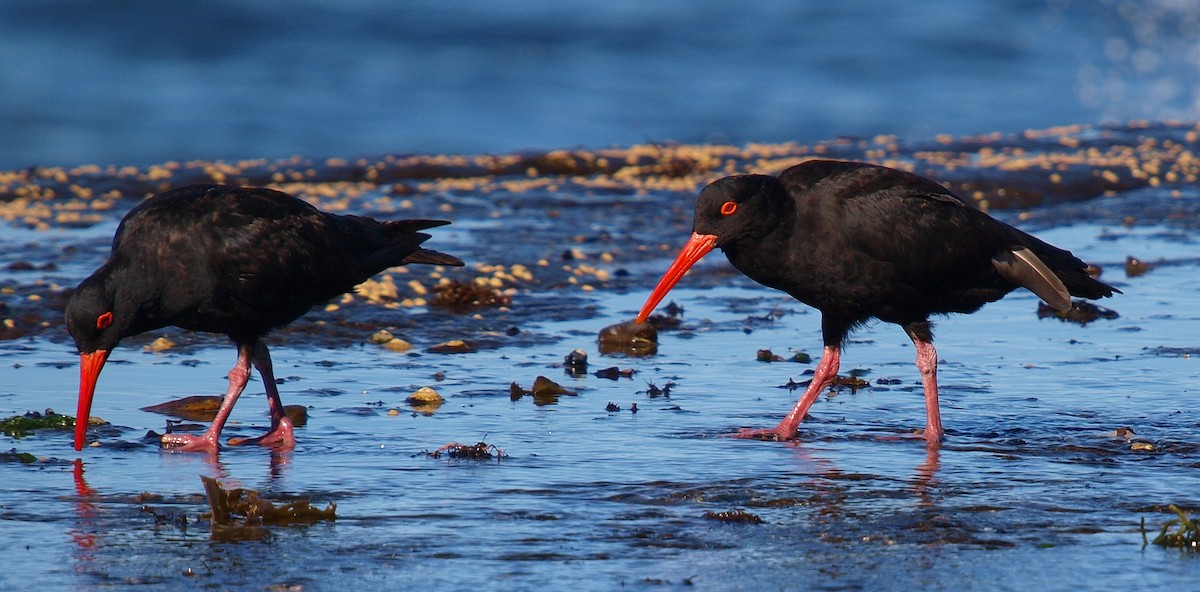 Sooty Oystercatcher - ML613959156