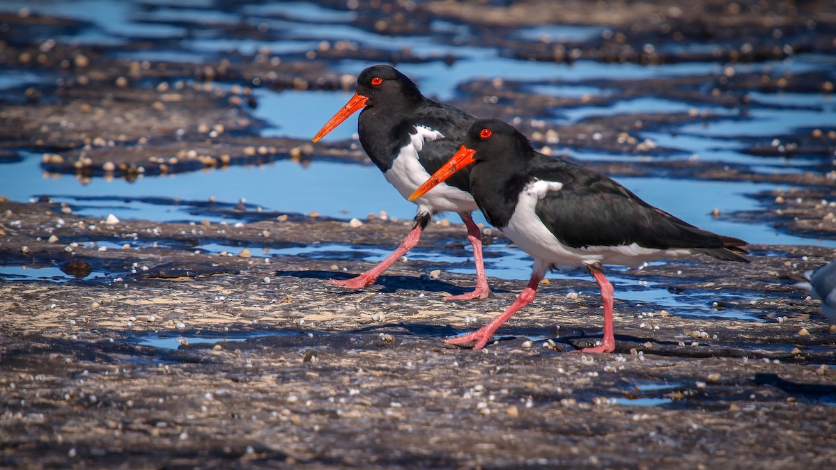 Pied Oystercatcher - ML613959181