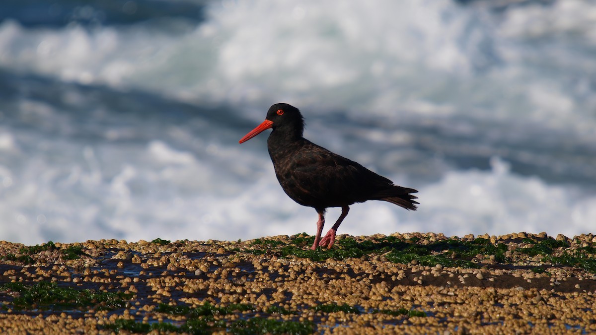 Sooty Oystercatcher - ML613959191