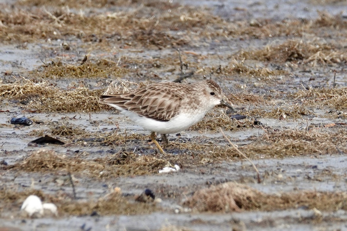 Least Sandpiper - ML613959212