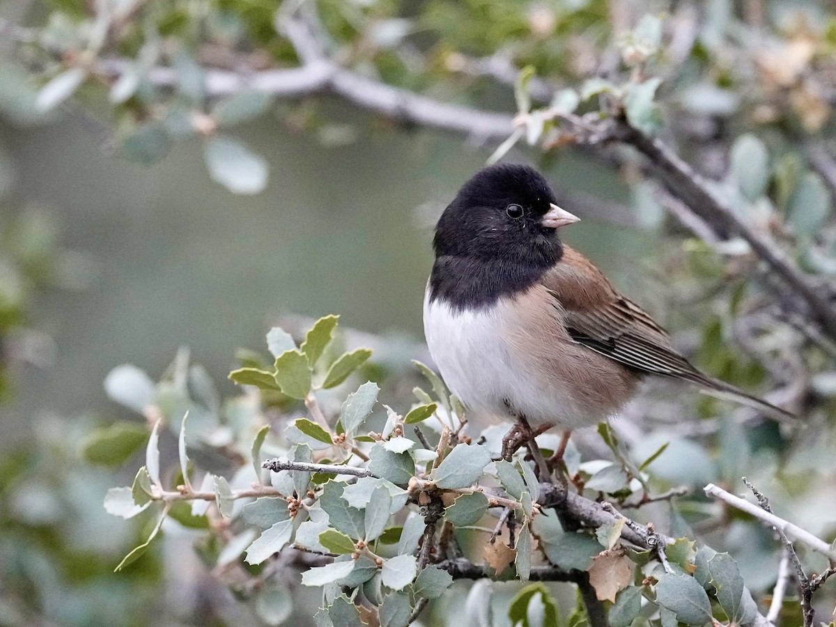 Dark-eyed Junco (Oregon) - ML613959225