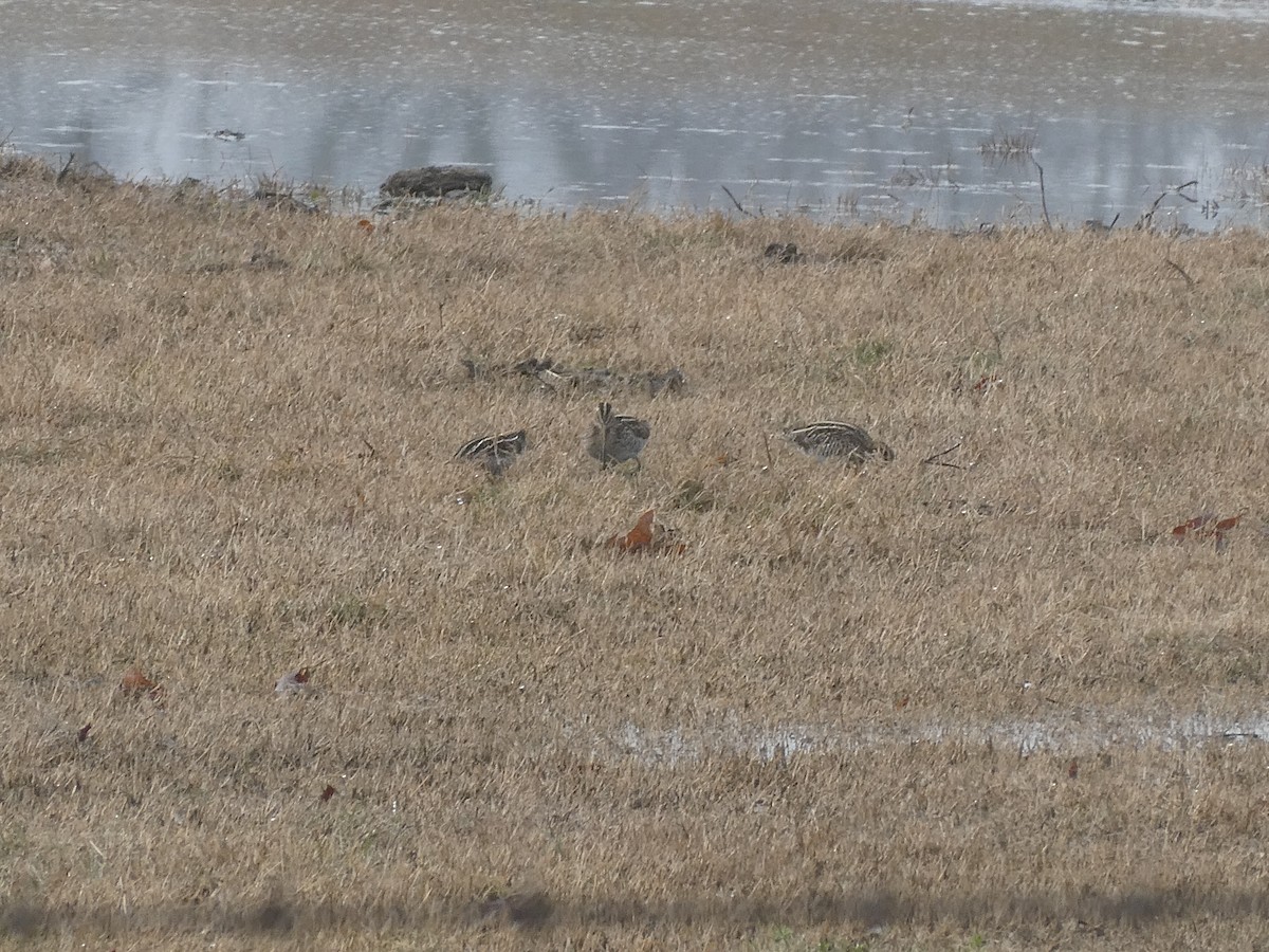 Wilson's Snipe - ML613959230