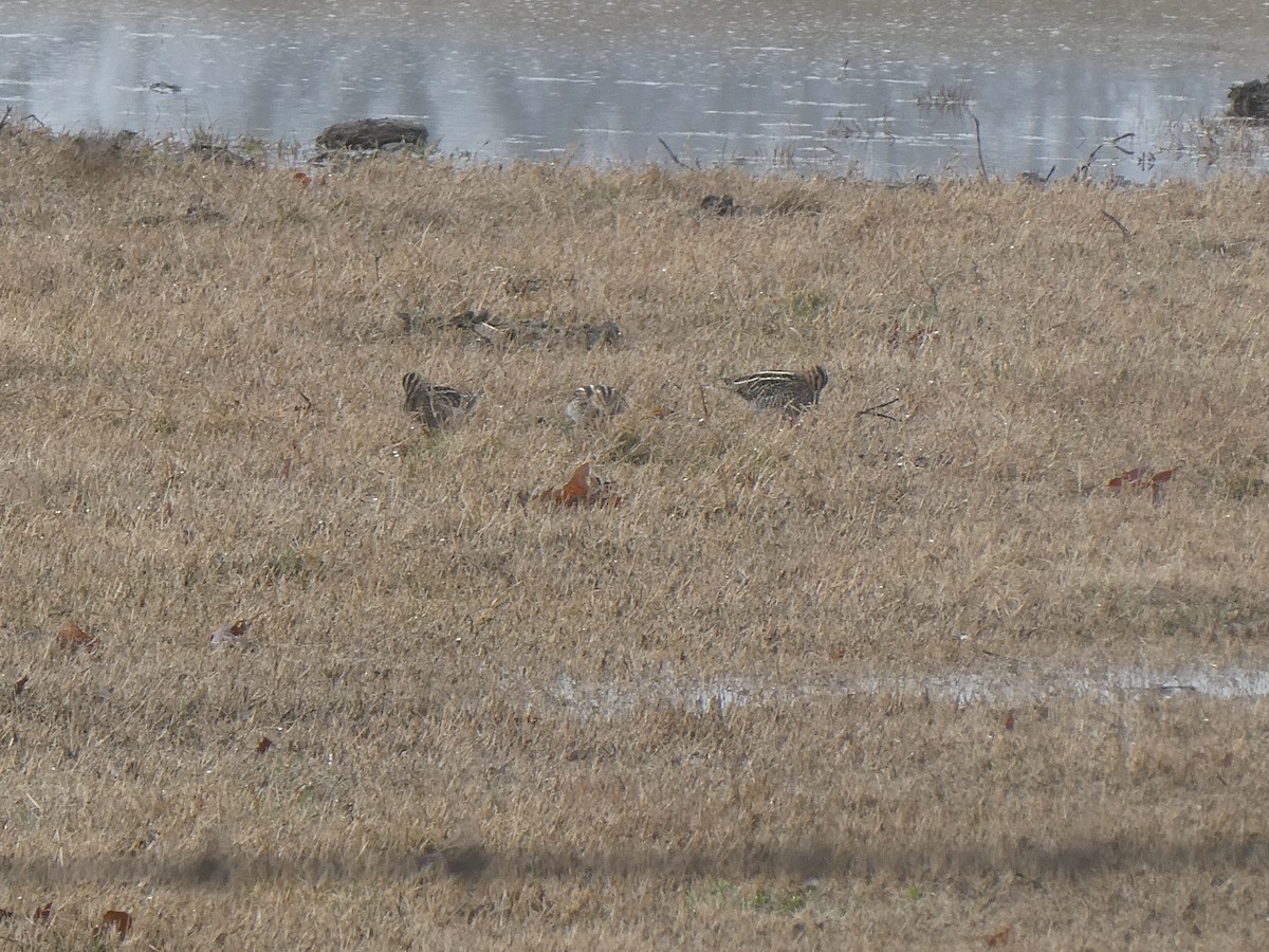 Wilson's Snipe - ML613959231