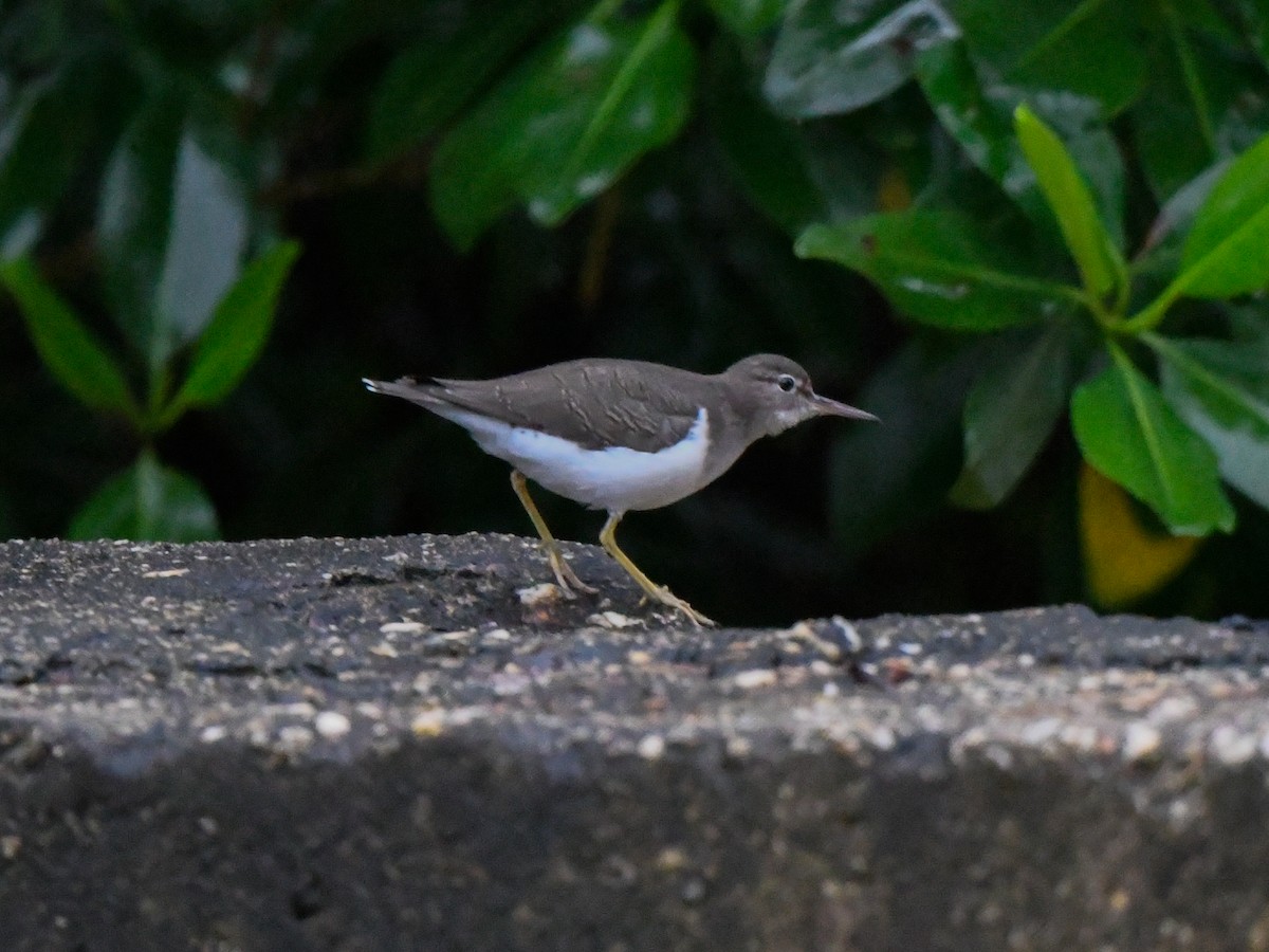 Spotted Sandpiper - ML613959246