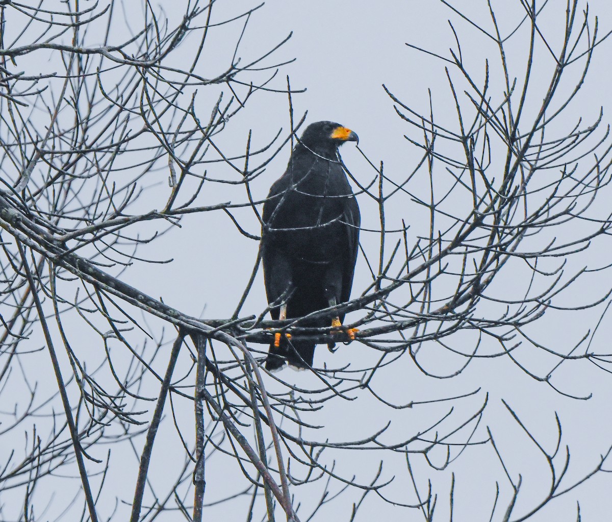 Common Black Hawk - ML613959277