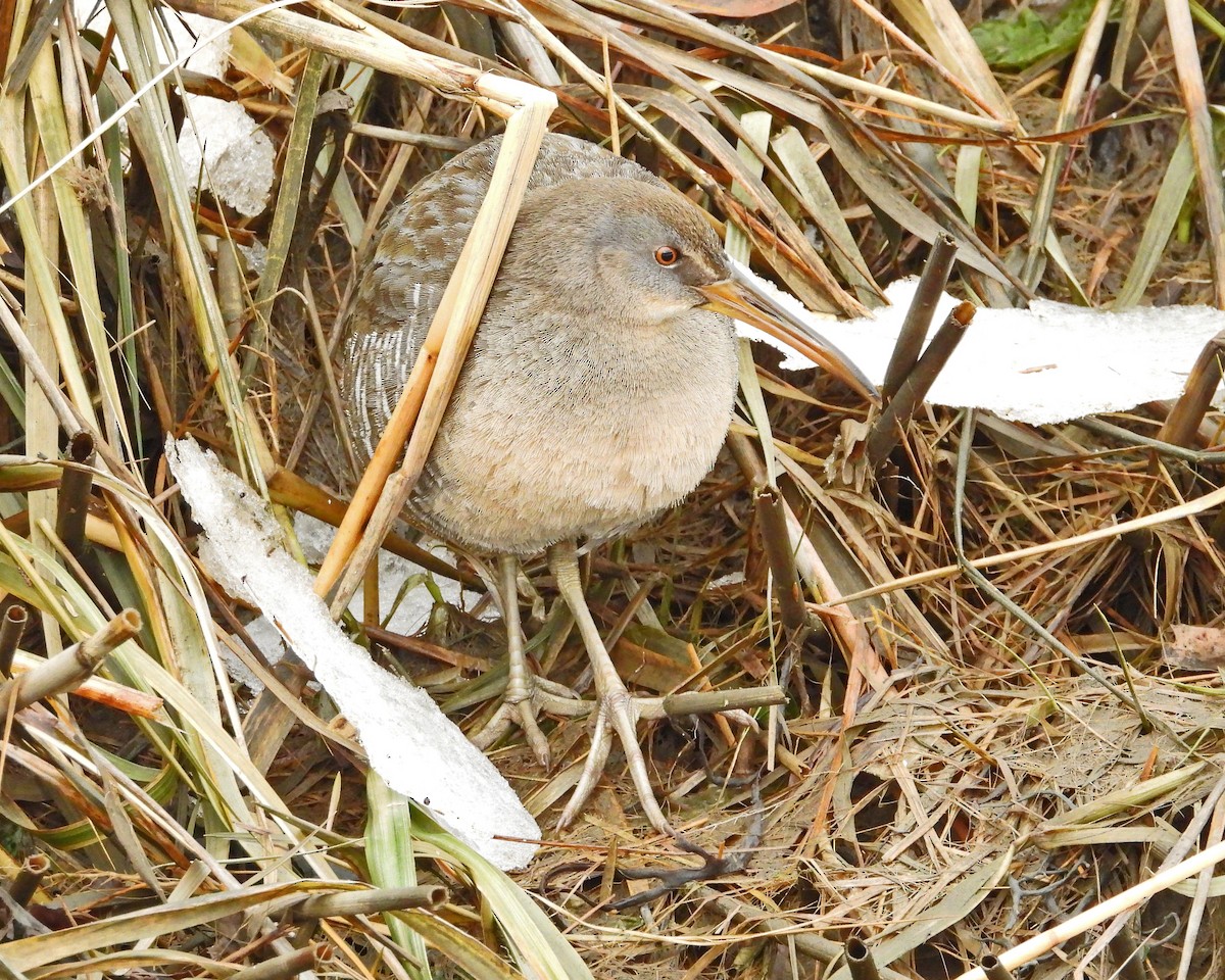 Clapper Rail - ML613959293