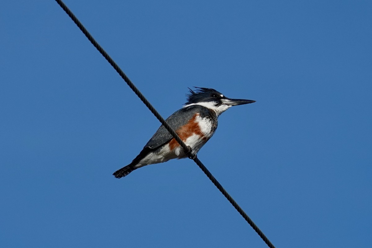 Belted Kingfisher - ML613959298