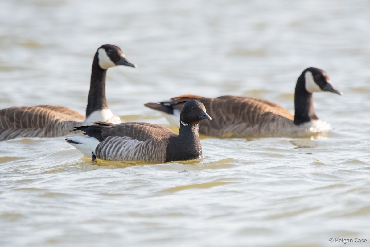 Brant - ML613959309