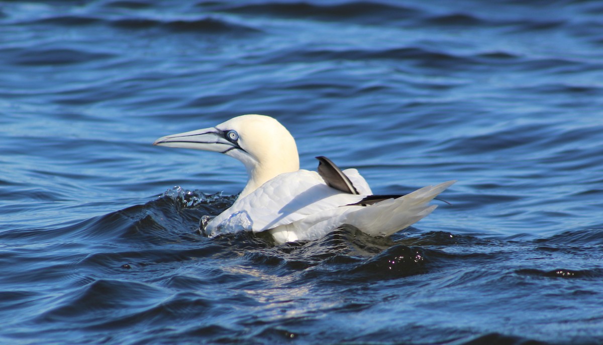 Northern Gannet - ML613959363