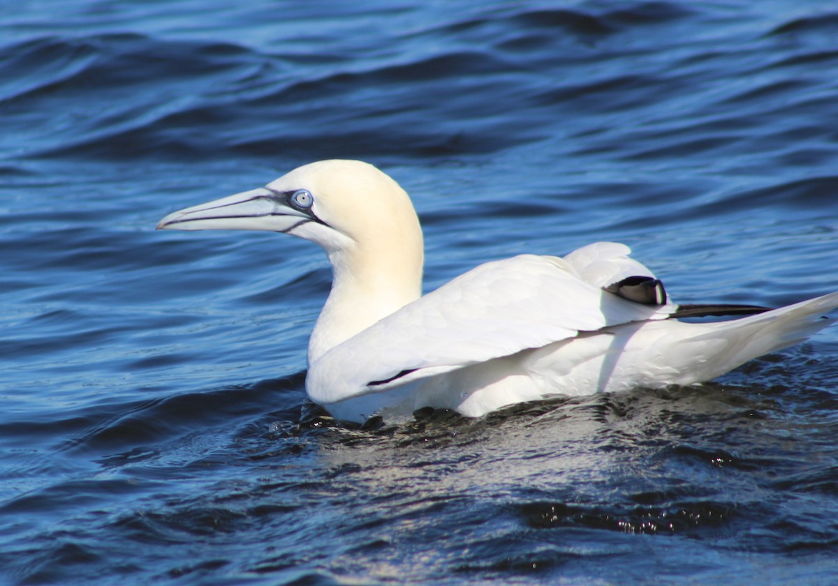 Northern Gannet - ML613959364