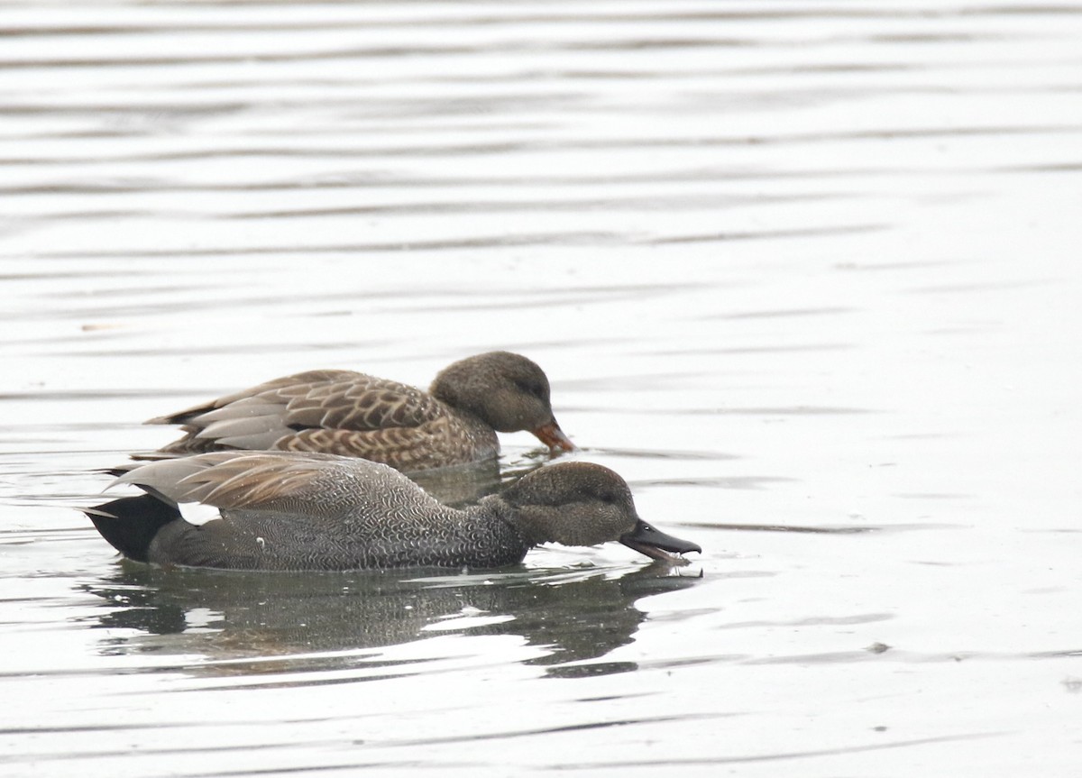 Gadwall - ML613959369