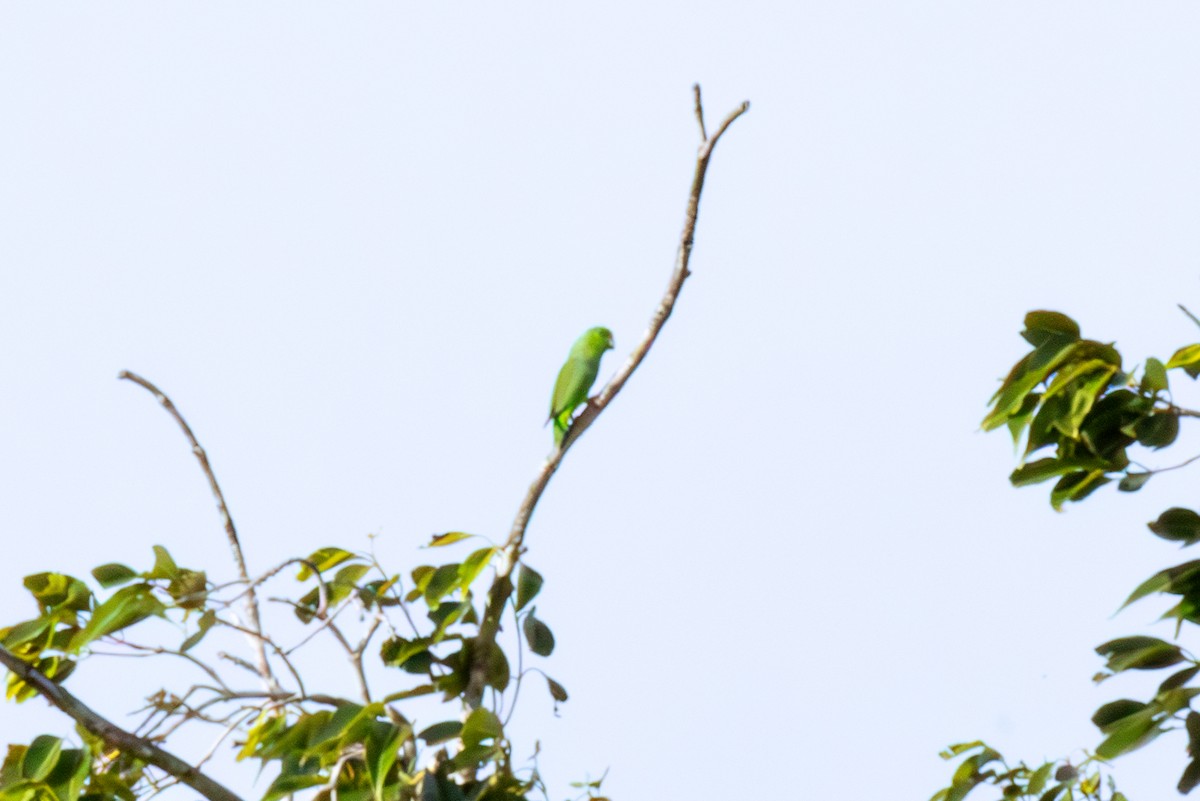 Зелёный воробьиный попугайчик - ML613959380