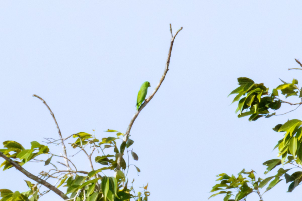 Зелёный воробьиный попугайчик - ML613959381